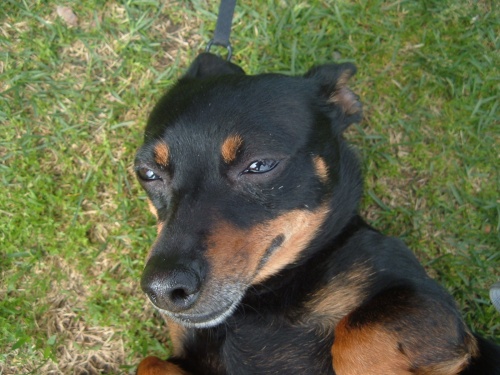 Heeler tik
