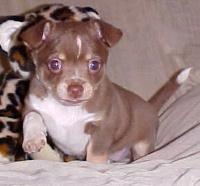 Chihuahua hundvalp till s�lg till f�rtjusande hemmen och familj.