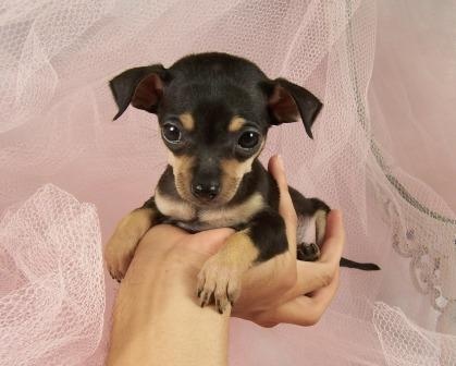 chihuahua hundvalp till s�lg