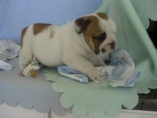Adorable engelska Bulldog valpar till salu 