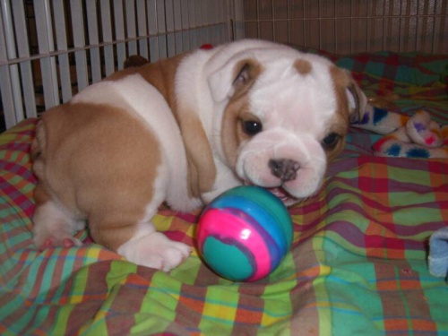 Cute och utest�ende engelska Bulldog Valpar f�r antagande
