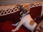Chihuahua valpar f�r antagande 