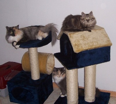 Vi har mycket skarp Norske skogkatt till s�lg