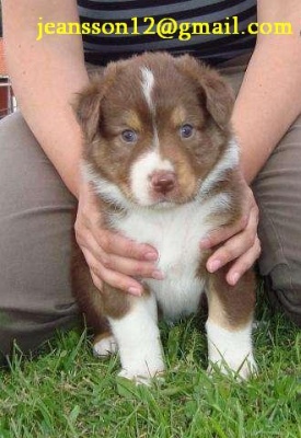 Bild Australian Shepherd - tikar 