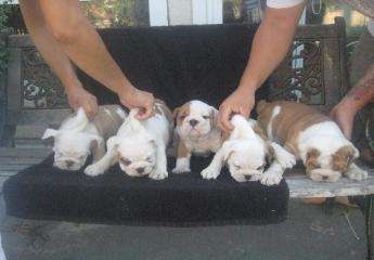 Bild miniatyr engelska bulldog valpar