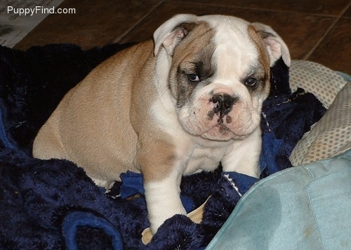 Bild Engelska Bulldog