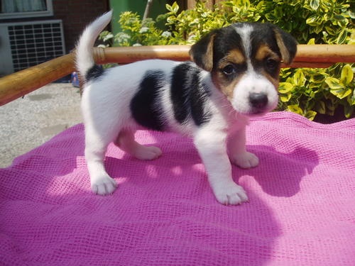 Bild    SKK registrerade Jack Russell