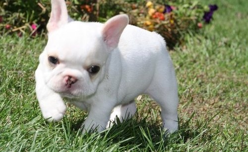 Bild krämfärgad Fransk bulldogg valp