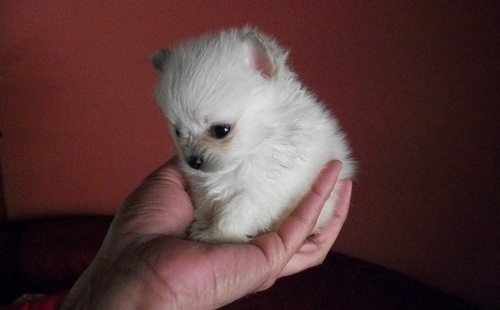 Bild Tekopp pomeranian valp