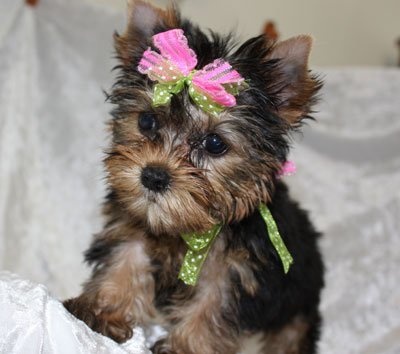 Bild Vackra kvinnliga Yorkshire terrier valpar till salu