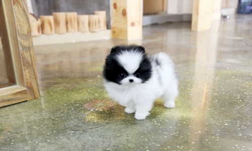 Bild Pomeranian  för 2000 kronor vardera.