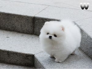 Bild PomeranianValp Manliga och Kvinnlig