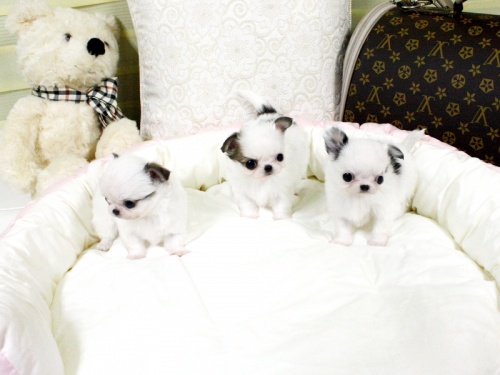 Bild 3 Härliga Chihuahua valpar söker nytt hem 6000 Sek.