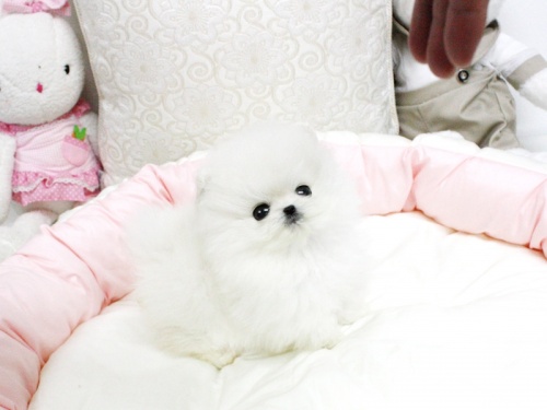 Bild    fantastiska jul pomeranian valp (pia_andersson@live.com)